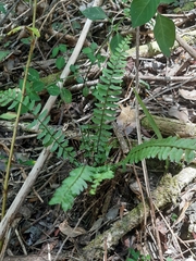 Asplenium lunulatum