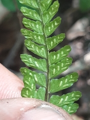 Asplenium lunulatum