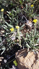 Helichrysum graveolens