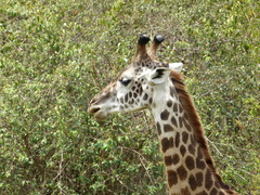 Masai Giraffe photo 4