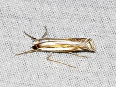 Ancylolomia prepiella