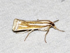 Ancylolomia prepiella