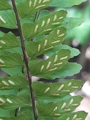Asplenium lunulatum