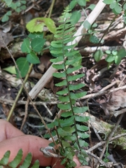Asplenium lunulatum