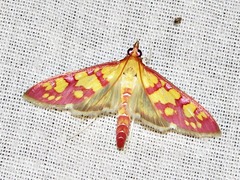 Stenochora lancinalis