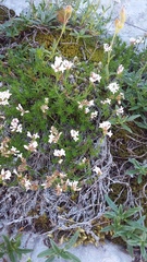 Asperula supina caespitans