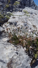 Asperula supina caespitans