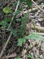 Asplenium lunulatum