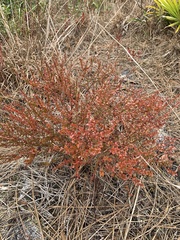 Vaccinium myrsinites