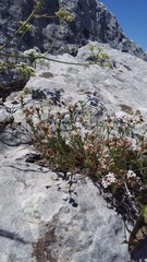Asperula supina caespitans
