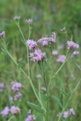 Saussurea turgaiensis