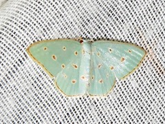 Comostolopsis stillata stillata