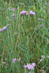 Saussurea turgaiensis