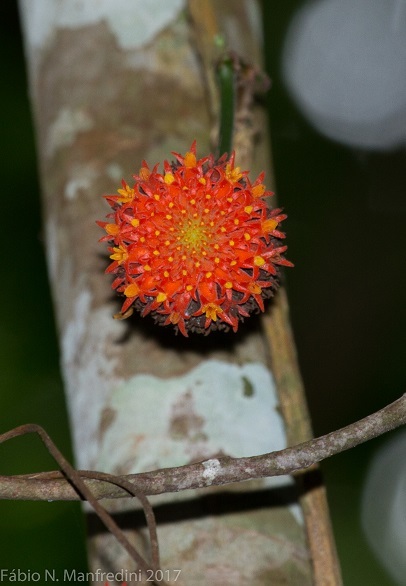 Gurania sinuata