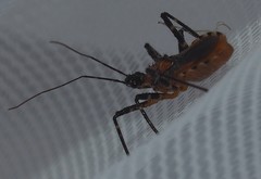 Trachylestes aspericollis