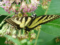 Papilio canadensis × glaucus