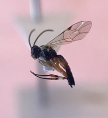 Ctenopelmatinae