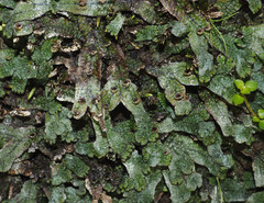 Marchantia macropora