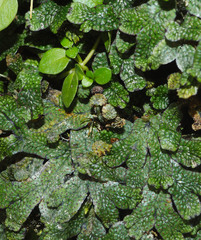 Marchantia macropora