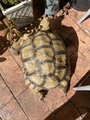 Centrochelys sulcata