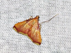 Endotricha erythralis