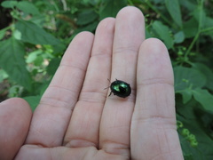 Leptinotarsa haldemani