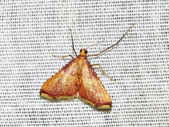 Endotricha erythralis