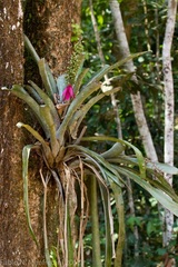 Aechmea castelnavii