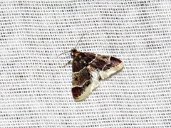 Pyralis albilautalis