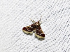 Pyralis albilautalis