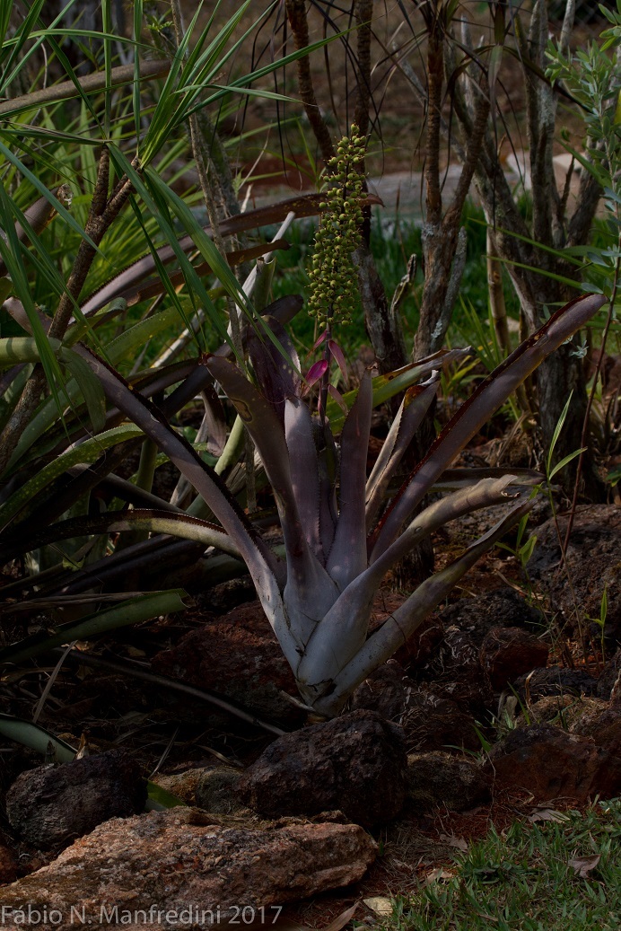 Aechmea castelnavii