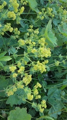 Alchemilla stevenii