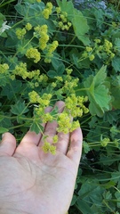 Alchemilla stevenii