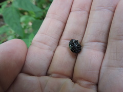 Leptinotarsa haldemani