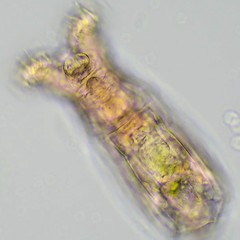 Philodina acuticornis odiosa