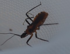 Trachylestes aspericollis