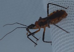 Trachylestes aspericollis