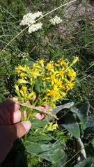 Solidago virgaurea taurica