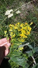 Solidago virgaurea taurica