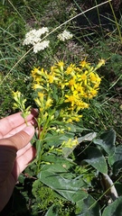 Solidago virgaurea taurica