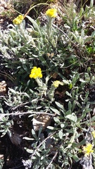 Helichrysum graveolens