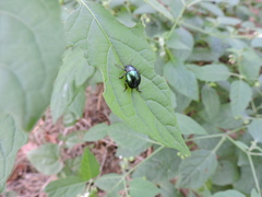 Leptinotarsa haldemani