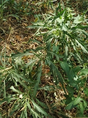 Diplotaxis tenuifolia