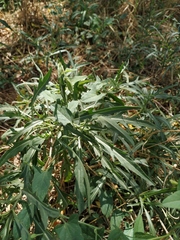 Diplotaxis tenuifolia