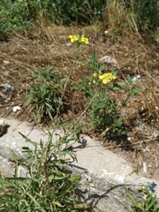 Diplotaxis tenuifolia