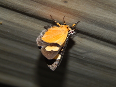 Phaegorista agaristoides