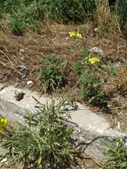 Diplotaxis tenuifolia