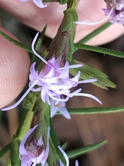 Liatris cokeri