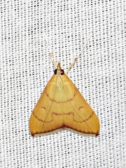Lirabotys prolausalis