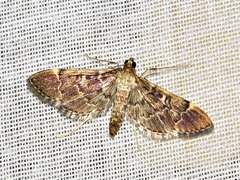 Duponchelia lanceolalis